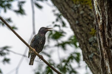 Güzel kuş ortak starling duran bir ağacı dalı. Olarak da bilinen Sturnus vulgaris.