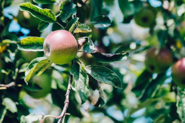 Bir elma ağacı üzerinde büyüyen kırmızı elma. Güzel ışık koşulları. Güzel yeşil yaprakları. Güzel yaz güneşli gün.
