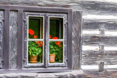 Bir çiçeklenme ile ahşap aşınmış siyah yazlık kırmızı çiçek ahşap bir pencerede romantik bakış. Fairytale görünümü.