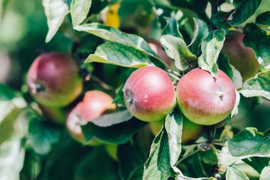 Bir elma ağacı üzerinde büyüyen kırmızı elma. Güzel ışık koşulları. Güzel yeşil yaprakları. Güzel yaz güneşli gün.