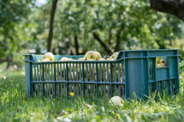 Olgun yaz elma bahçesinde bir çim üzerinde yeşil bir kutu içinde. Elma ağaçları her yerde yeşil arka plan.