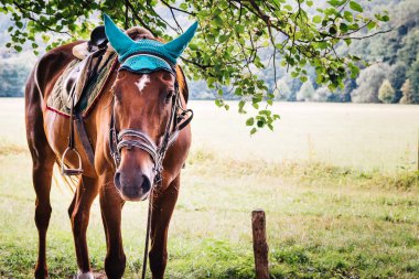 Bir ağacın altında yeşil otlaklar bir güzel kahverengi at ayakta portresi. Sıcak bir yaz günü sırasında güzel ışıklar.