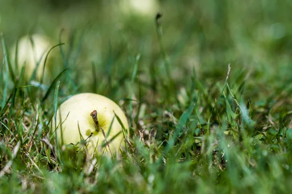 Pommes Été Mûres Sur Jardin Sur Une Herbe Herbe Verte — Photo