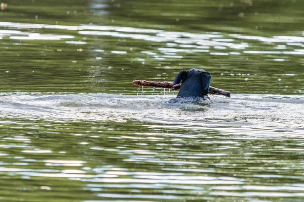 Grand Chien Noir Nage Dans Eau Dans Lac Avec Bâton — Photo