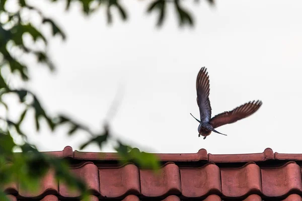 Holub Létající Nad Červenou Střechou Domu Zatažené Obloze Pozadí — Stock fotografie