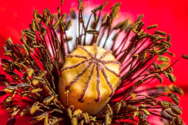 Gros Plan Une Fleur Rouge Papaver Rhoeas Avec Détail Pistil — Photo