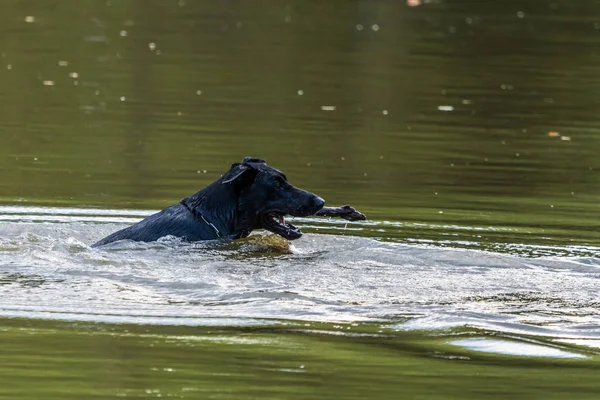 Grand Chien Noir Nage Dans Eau Dans Lac Avec Bâton — Photo