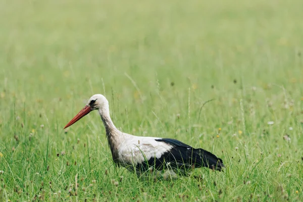 Une Cigogne Blanche Marchant Sur Champ Avec Herbe Verte Fraîche — Photo