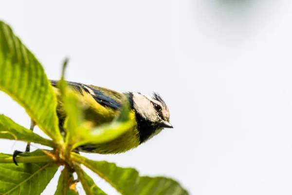 Malý Žlutý Pták Koňadra Stojící Větvi Keř Pohled Dna Vrchol — Stock fotografie