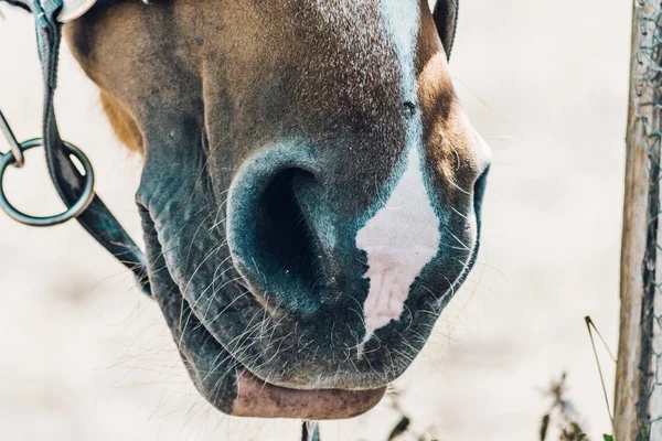 Detail of a nose of a brown horse. Nice colors and lighting during a summer day. Selective focus, small depth of field.