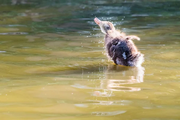 Petit Adorable Petit Canard Debout Dans Étang Secouant Son Corps — Photo