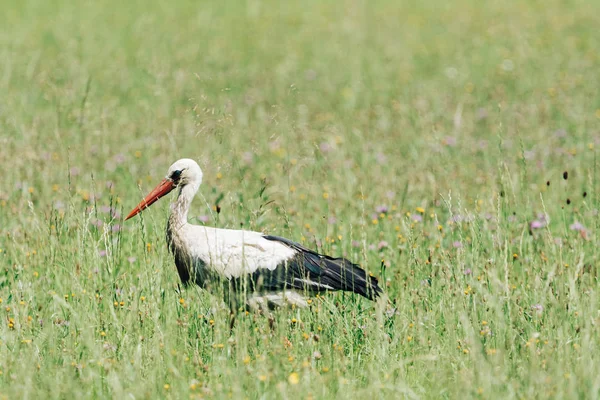 Une Cigogne Blanche Marchant Sur Champ Avec Herbe Verte Fraîche — Photo