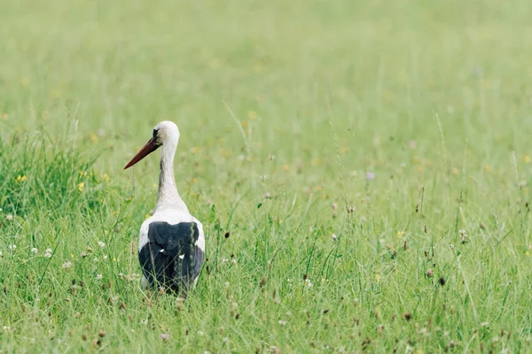 Bocian Biały Chodzenie Pole Zielonej Trawy Ptak Poszukuje Małych Zwierząt — Zdjęcie stockowe