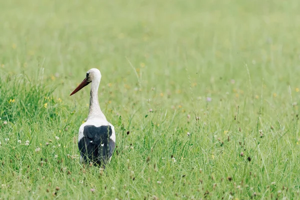 Une Cigogne Blanche Marchant Sur Champ Avec Herbe Verte Fraîche — Photo