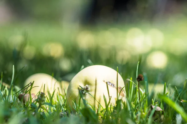 Reife Sommeräpfel Auf Einem Rasen Garten Grünes Gras Auf Einem — Stockfoto