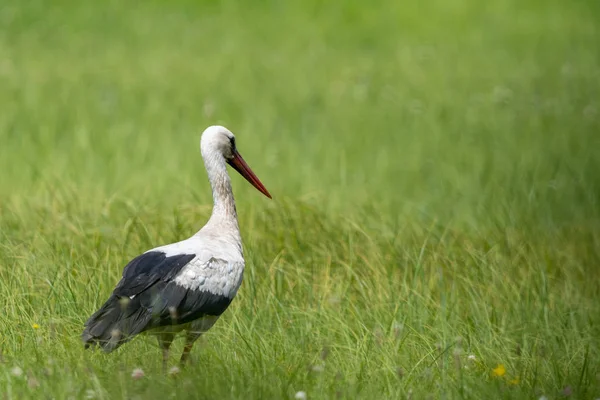 Une Cigogne Blanche Marchant Sur Champ Avec Herbe Verte Fraîche — Photo