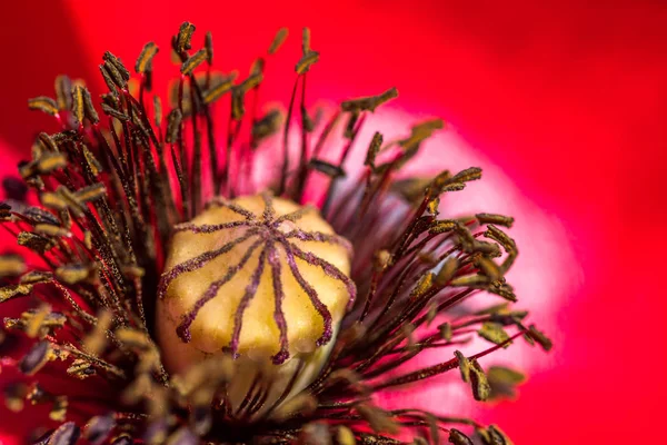 Gros Plan Une Fleur Rouge Papaver Rhoeas Avec Détail Pistil — Photo