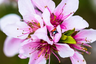 Küçük uğur böceği bir güzel pembe çiçekler içinde gizlidir. Makro alan sığ derinliği ile vurdu.
