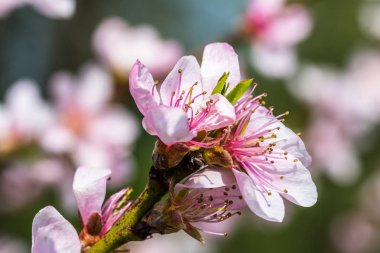 Bir bahar güzel bir çiçek açan ağacının ayrıntı. Güzel pembe çiçekler. Alan sığ derinliği ile birçok bilgi ile makro çekim.