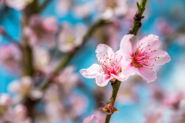 Bir bahar güzel bir çiçek açan ağacının ayrıntı. Bir dal üzerinde güzel pembe çiçekler. Alan sığ derinliği ile birçok bilgi ile makro çekim.