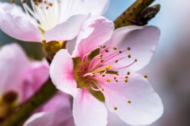 Bir bahar güzel bir çiçek açan ağacının ayrıntı. Güzel pembe çiçekler. Alan sığ derinliği ile birçok bilgi ile makro çekim.