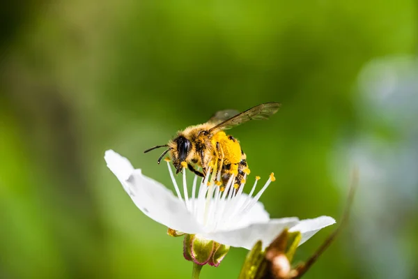 Bir Bahar Bir Çiçek Pollinating Zor Çalışma Avrupa Bal Arısı — Stok fotoğraf