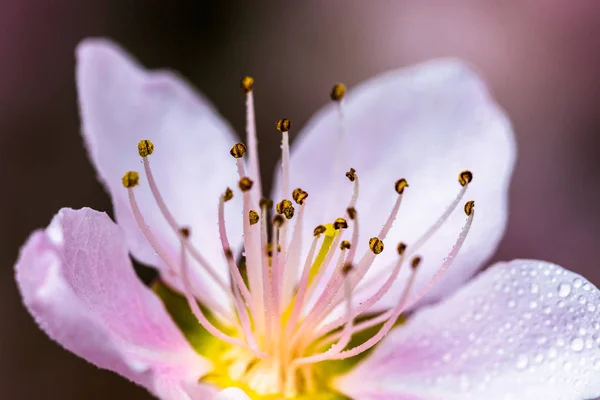 Detalle Hermoso Árbol Flor Manantial Bonitas Flores Rosadas Con Pequeñas —  Fotos de Stock