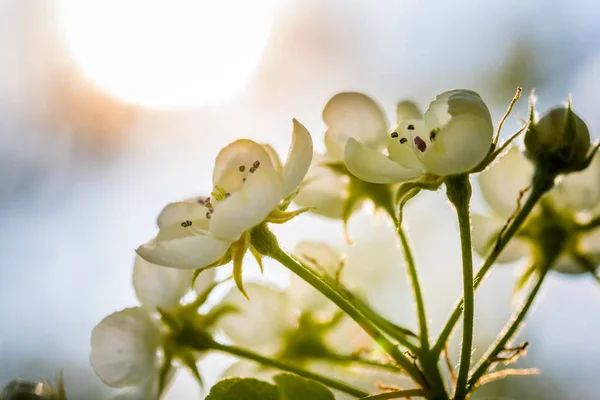 Apple Tree Springtime Bloom Beautiful White Blooming Flowers Nice Macro — Stock Photo, Image