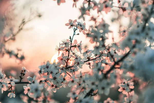 Закат за белым цветущим деревом — стоковое фото
