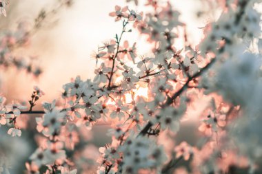 Beyaz çiçekli bir ağacın arkasında gün batımı