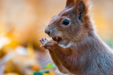 Şirin bir kırmızı sincap portresi (Sciurus vulgaris)