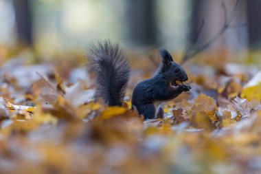 Şirin bir kırmızı sincap portresi (Sciurus vulgaris)