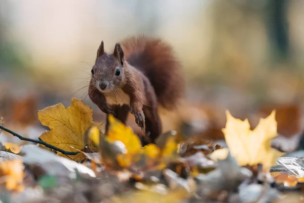 可愛い赤いリスの肖像(Sciurus valgaris)) — ストック写真