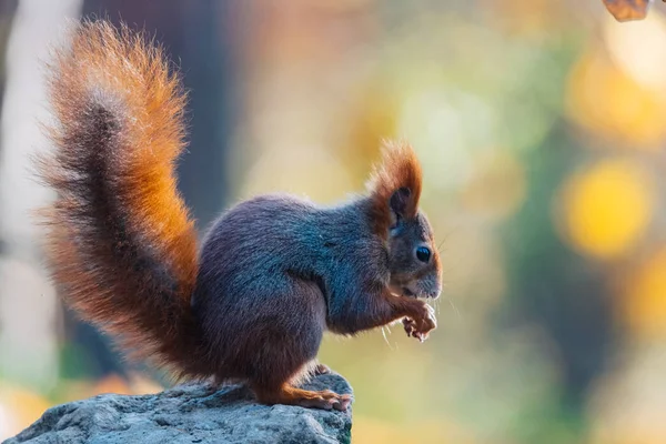 可愛い赤いリスの肖像(Sciurus valgaris)) — ストック写真