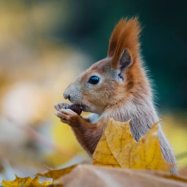 Portret van een schattige rode eekhoorn (Sciurus vulgaris) — Stockfoto