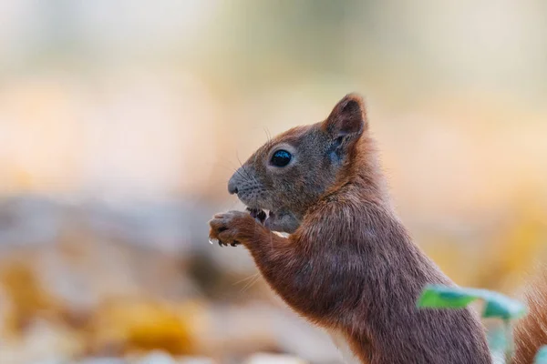 可愛い赤いリスの肖像(Sciurus valgaris)) — ストック写真