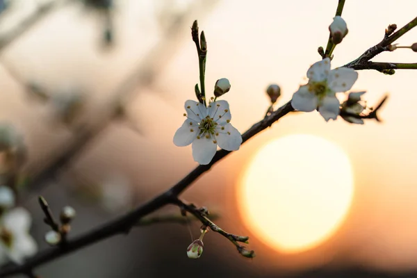 Закат за белым цветущим деревом — стоковое фото