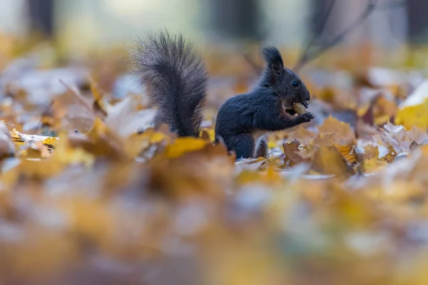 可愛い赤いリスの肖像(Sciurus valgaris)) — ストック写真