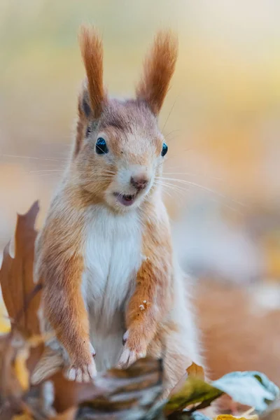 Portrét roztomilé červené veverky (Sciurus vulgaris) — Stock fotografie