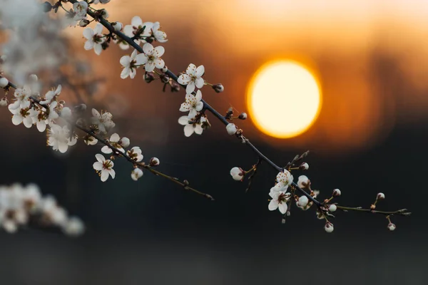 夕阳西下在一棵白花树后 — 图库照片