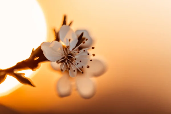 Sonnenuntergang hinter einem weiß blühenden Baum — Stockfoto