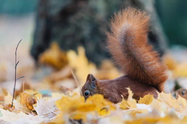 Ritratto di uno scoiattolo rosso carino (Sciurus vulgaris) — Foto Stock