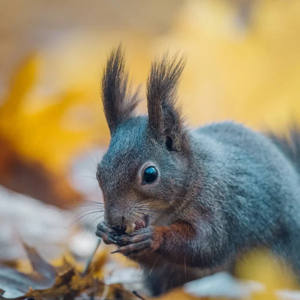 Портрет милої червоної білки ( Sciurus vulgaris ) — стокове фото