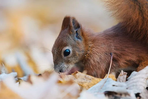 可愛い赤いリスの肖像(Sciurus valgaris)) — ストック写真