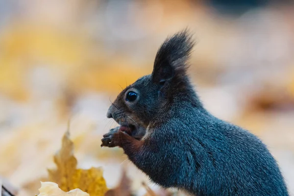 可愛い赤いリスの肖像(Sciurus valgaris)) — ストック写真