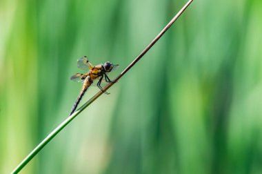 Dört noktalı kovalayıcı (Libellula kuadrimaculata) yusufçuk otların üzerinde, detaylarla güzel yakın plan.
