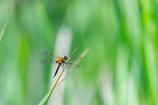 Chaser Quatre Points Libellula Quadrimaculata Libellule Sur Des Brins Herbe — Photo