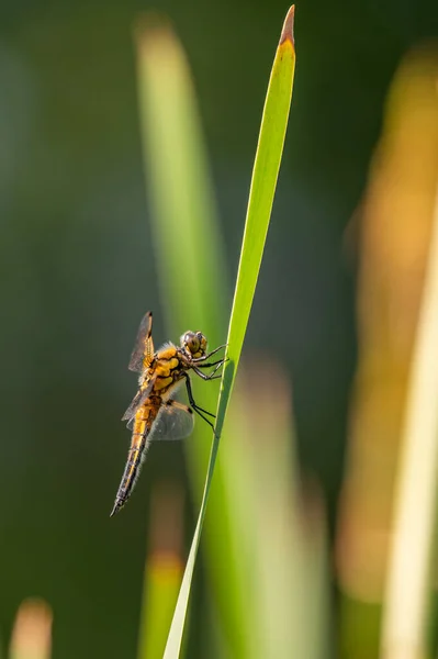 Four Spotted Chaser Libellula Quadrimaculata Dragonfly Blades Grass Nice Close — Stock Photo, Image