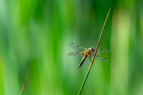 Vierfleckige Libelle Libellula Quadrimaculata Auf Grashalmen Schöne Nahaufnahme Mit Details — Stockfoto