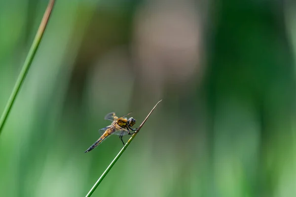 Chaser Quatre Points Libellula Quadrimaculata Libellule Sur Des Brins Herbe — Photo